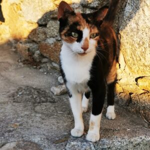 Los guardianes de la isla, Mykonos