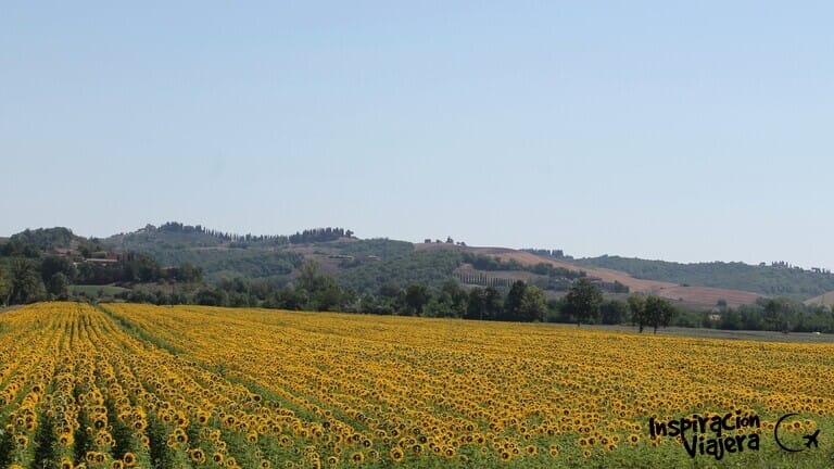 campos de girasoles de la Toscana