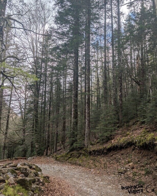 Bosque de Las Hayas