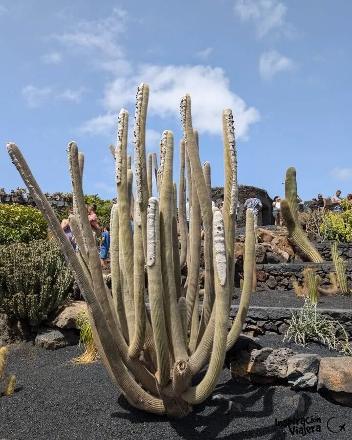 Jardín del Cactus, Lanzarote