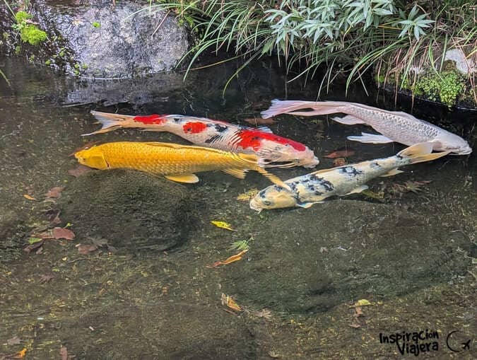 Carpas koi de varios colores nadando en un estanque del templo Hase-dera en Kamakura
