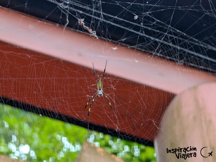 Araña Joro