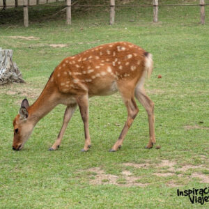 Ciervos de Nara