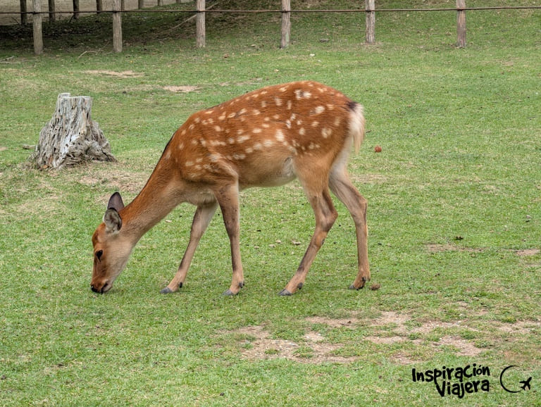 Ciervos de Nara