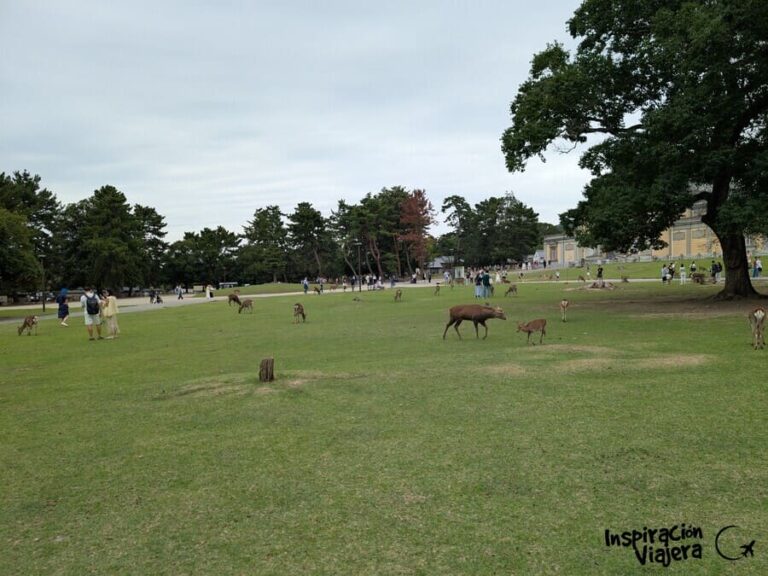 Parque de Nara