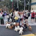 Curiosidades de Japón