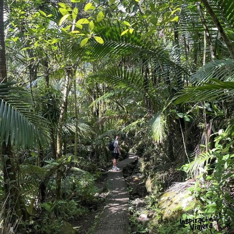 Rutas de senderismo por El Yunque en Puerto Rico