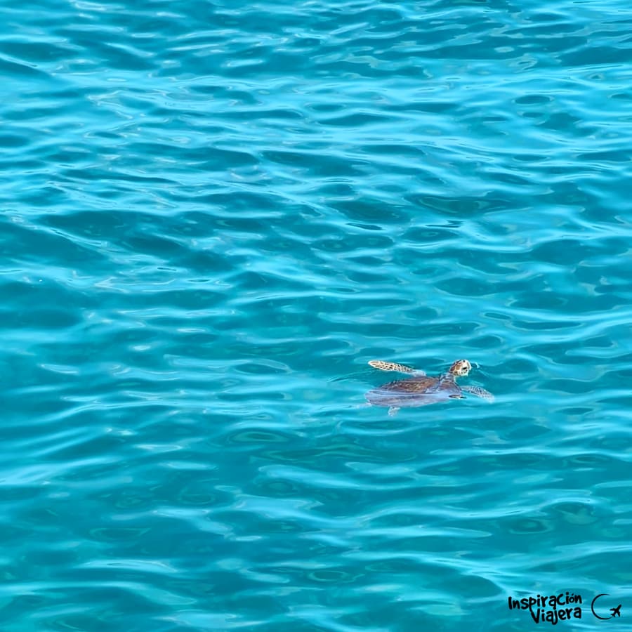 Tortuga marina acercándose al muelle de Crash Boat Beach