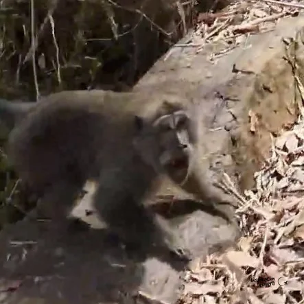Monos en Nusa Penida