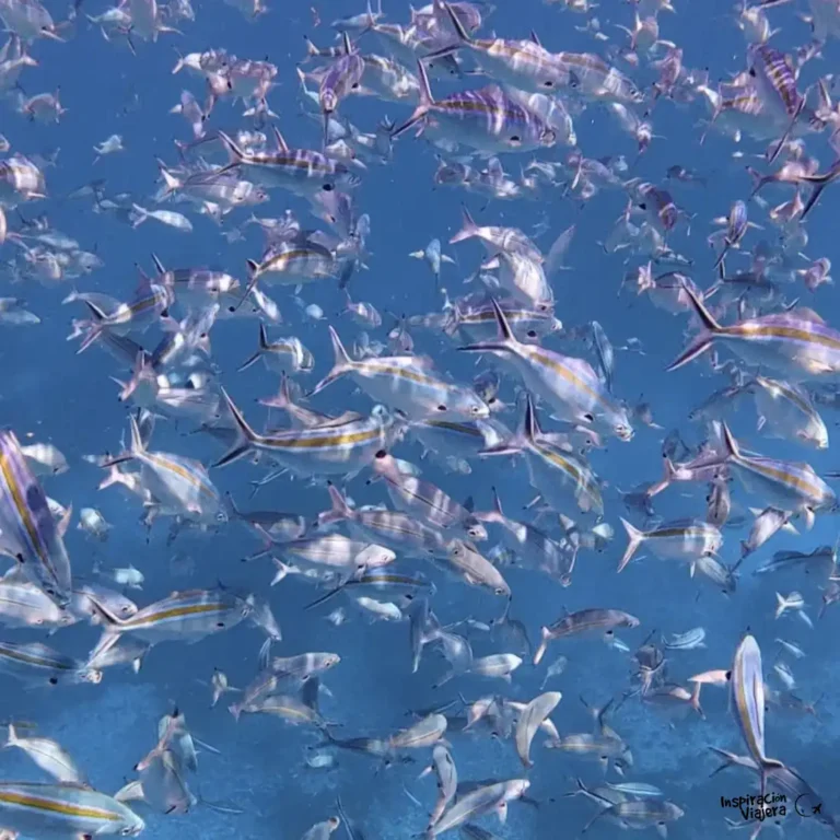 Snorkel en Komodo