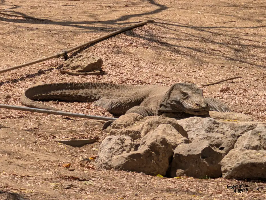 Los mejores tours de Komodo