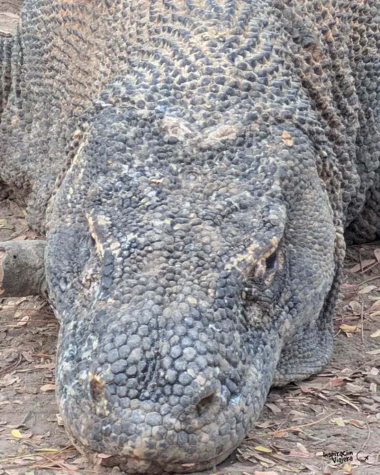 Dragones de Komodo
