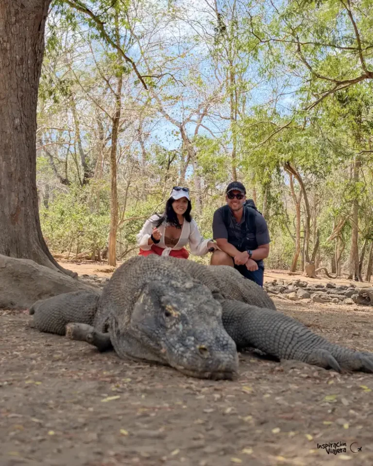 Dragones de Komodo