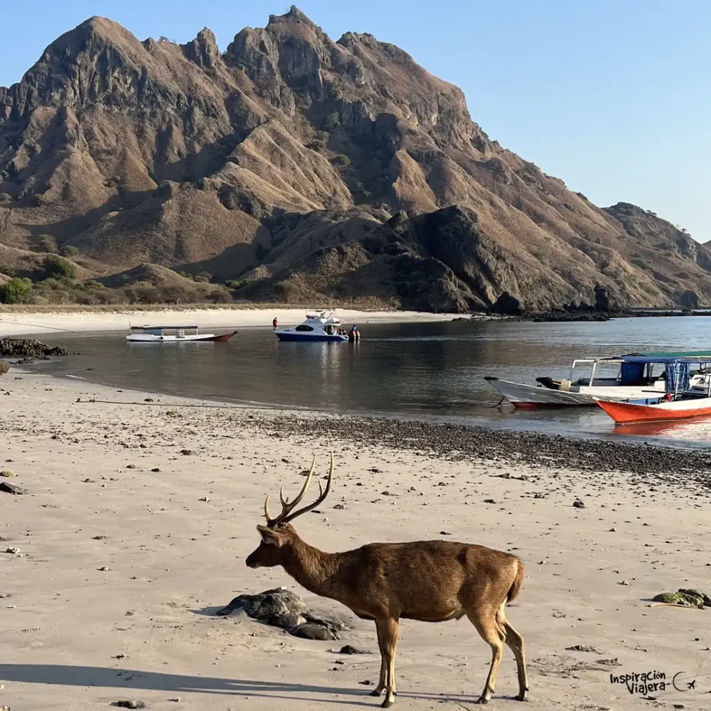 Cómo hacer el tour de Komodo