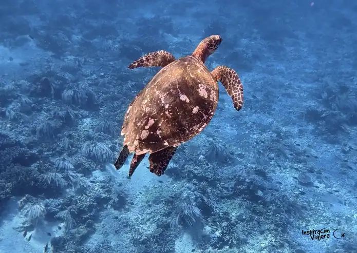 Tortuga marina en Komodo, Indonesia