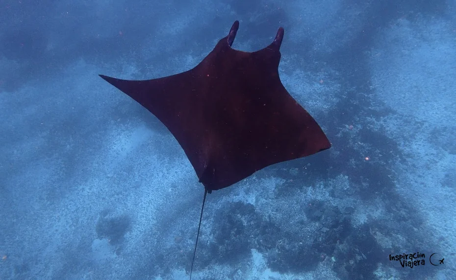 Manta raya en Komodo, Indonesia
